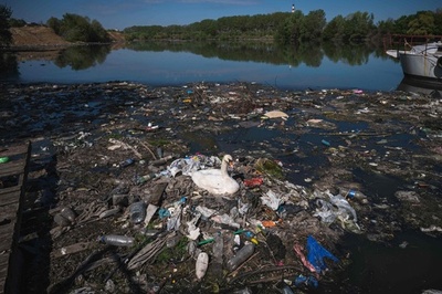 【今日の1枚】プラスチックごみで巣作りするハクチョウ セルビア