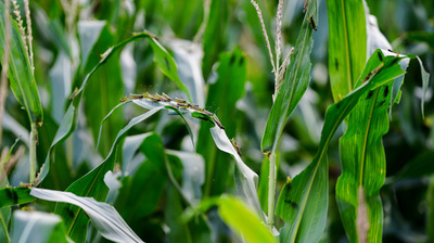 イナゴの大群が中国雲南省へ侵入 「農作物被害の恐れ高い」