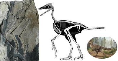  中国の科学者 鳥類の尾部進化に関する「失われたピース」を解明