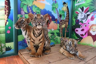 トラっぽくなってきた？ 華南トラの三つ子、生後3か月に 杭州