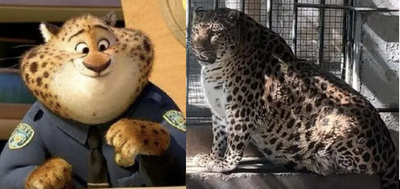 中国四川 「肥満体」のユキヒョウが人気者に