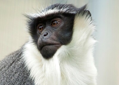 人為的自然破壊で「レッドリスト」入り、7000種 IUCNが警鐘