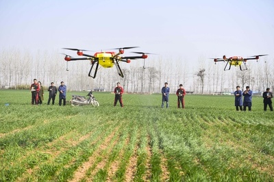 春の小麦畑、ドローンで農薬散布 安徽省