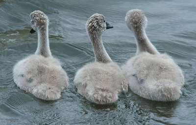 水の都シュトラールズントのハクチョウの親子、ドイツ