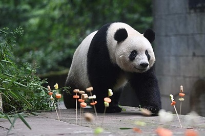 中国と日本 パンダの新規貸与に関する協力に向け頻繁な意思疎通