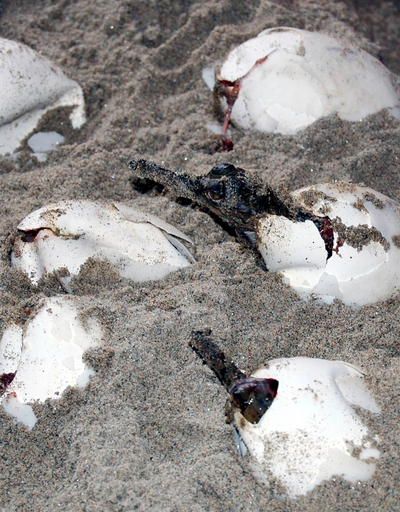 卵の中からこんにちは、クロコダイルふ化の瞬間