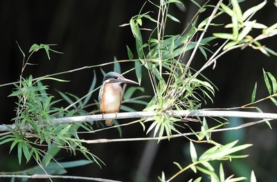 気候変動には「竹」が有効、これだけある利点 COP16