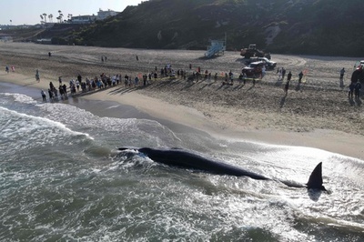 ナガスクジラ、海岸に打ち上げられる 米加州