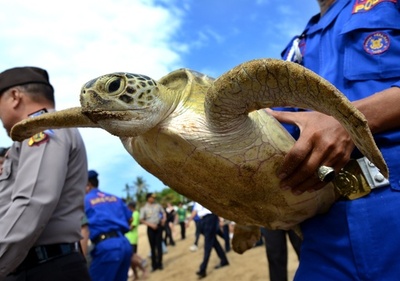 押収したアオウミガメ、海に返す バリ島
