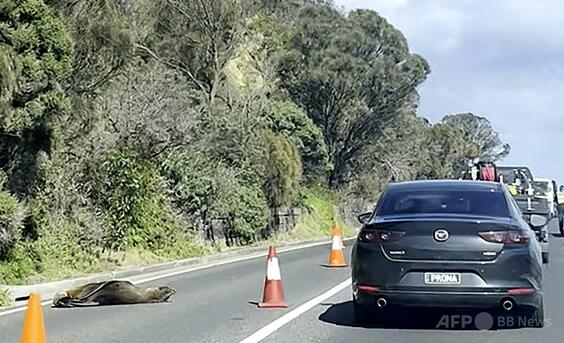 出没自在のアザラシ、道路上でお昼寝開始 車は避けざるを得ず 豪