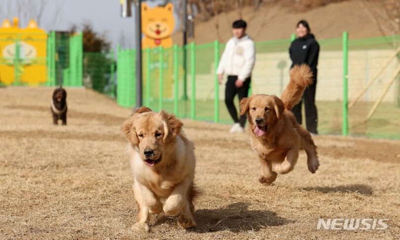 大邱市に造成されたペット犬の遊び場(c)NEWSIS