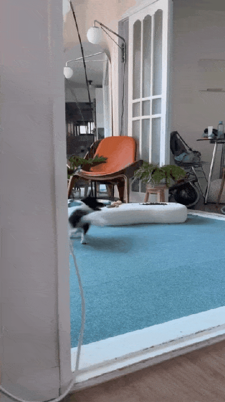 くるくるとしっぽを追いかけて遊んだ後、目を回したように瞳が揺れる犬「ムニ」＝Instagram whoistas(c)news1