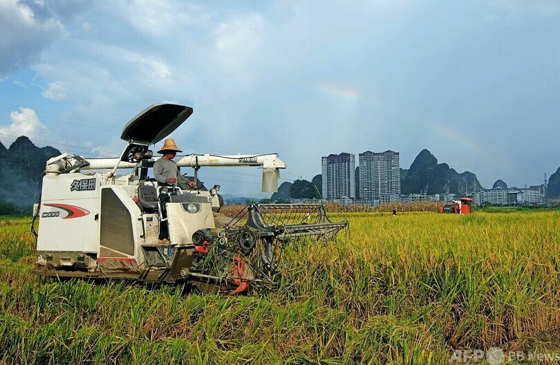 中国 早稲総生産量やや増加