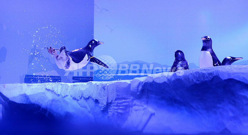 新居ではしゃぐ ペンギンたちの飛び込み大会 ロンドン 写真4枚 国際ニュース Afpbb News