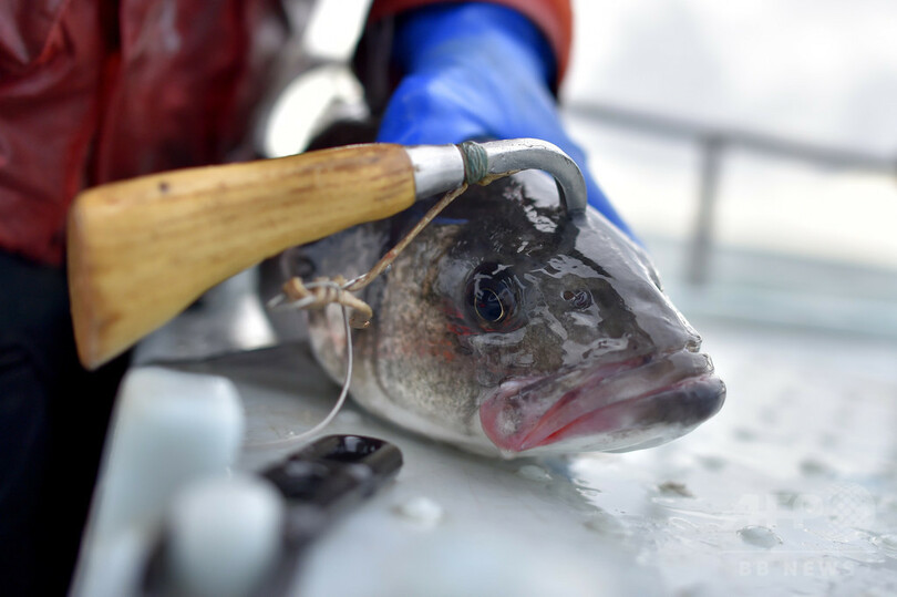 フランス人シェフらが熱視線、日本の伝統技術「魚の生け締め」