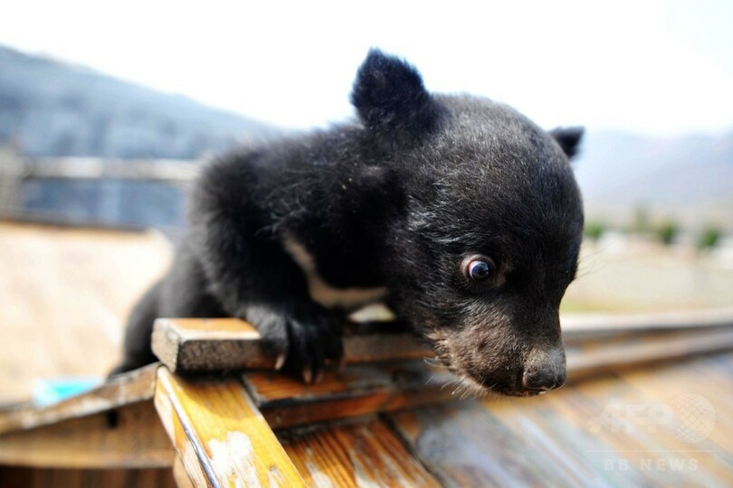 かわいい「子犬」…どんどん育って80キロに 雲南省