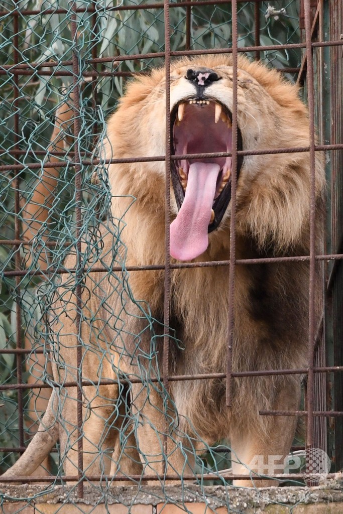 動物園からライオンなど救出、「地獄のような」飼育環境 アルバニア