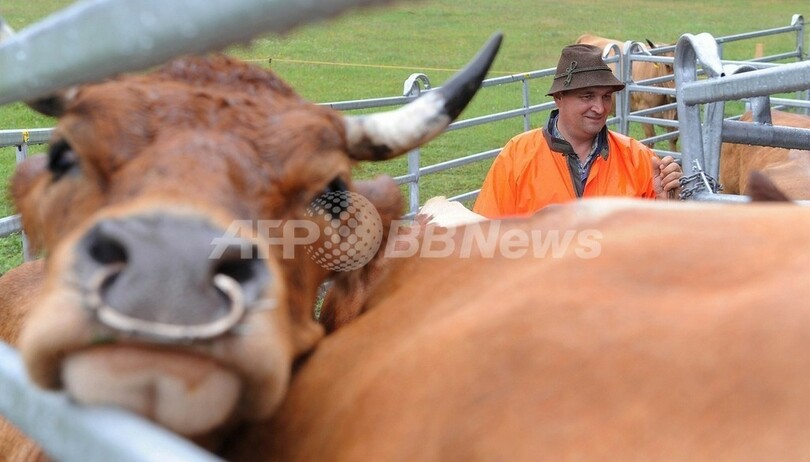 栄養価の高い家畜飼料で気候変動を抑制可能、ケニア研究所