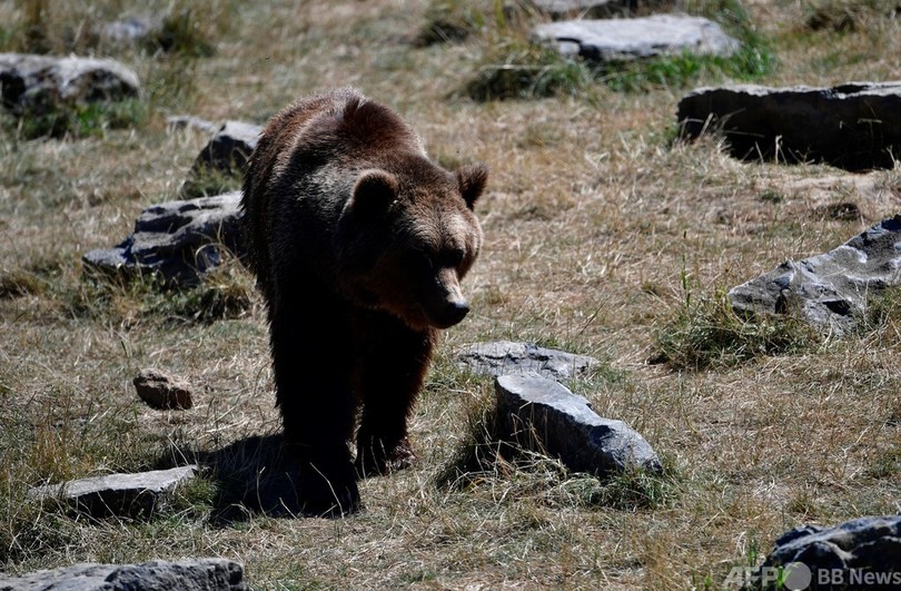 リヒテンシュタインの王子 ルーマニア 最大 のヒグマ射殺か 写真1枚 国際ニュース Afpbb News