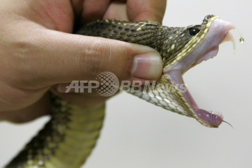 ヘビの毒が無害なタンパク質に がん治療薬開発に光明か 写真1枚 国際ニュース Afpbb News