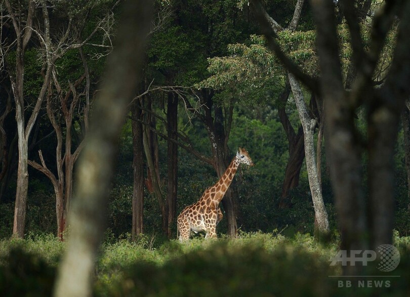 野生動物に最大の絶滅危機 人類がもたらす 科学誌 写真1枚 国際ニュース Afpbb News