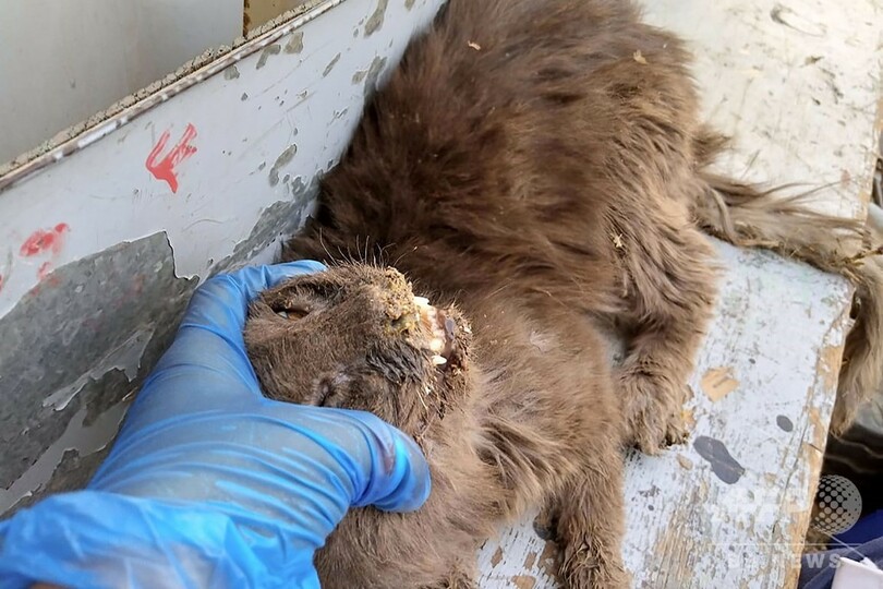犬や猫たち数百匹死ぬ、新型コロナで閉鎖のペット市場で パキスタン 写真15枚 国際ニュース：AFPBB News