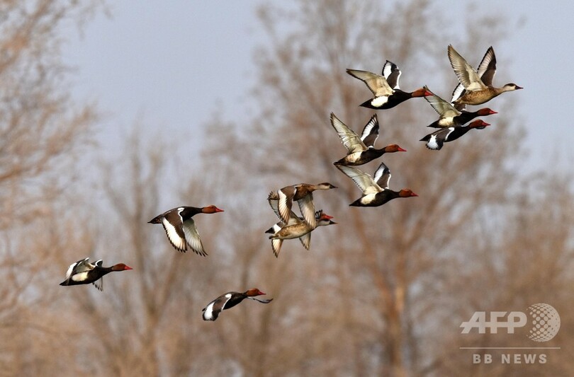 春のある日の「百鳥図」 中国・新疆のタリム川湿地