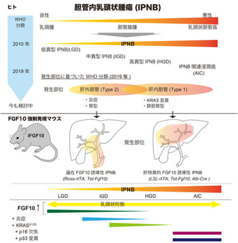 胆管内乳頭状腫瘍の発生・維持・癌化のメカニズムの一端を発見