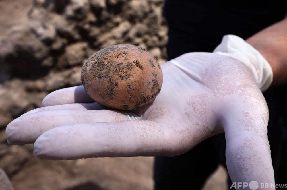 約1000年前の鶏卵、ほぼ完全な形で発掘 イスラエル 写真10枚 国際
