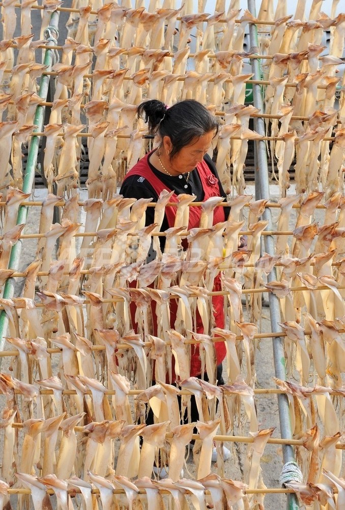 発光するイカ、特効薬のカギを握るか 写真1枚 国際ニュース：AFPBB News