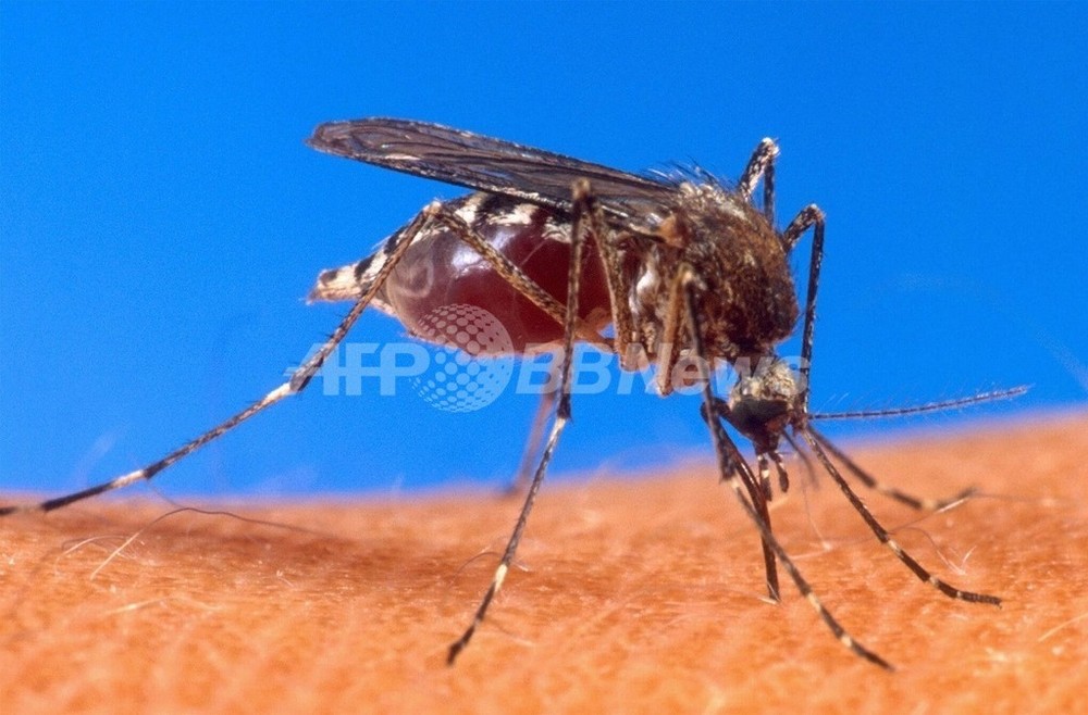 蚊 デング熱対策で「遺伝子組み換えの蚊」に賛否両論、マレーシア 写真1枚