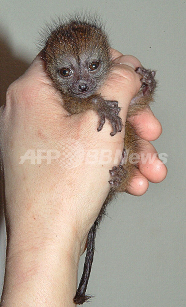 育児放棄された希少種のサルの赤ん坊 - スウェーデン 写真4枚 国際