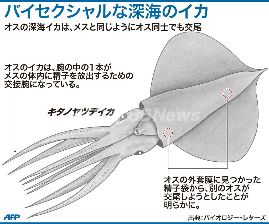 図解 バイセクシャルな深海のイカ 国際ニュース Afpbb News