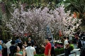 シンガポールの植物園「ガーデンズ・バイ・ザ・ベイ」で開幕した日本をテーマにした「桜祭り」で、桜の写真を撮る来場者（2018年3月16日撮影）(c)AFP PHOTO / Roslan RAHMAN