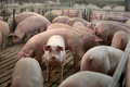 米国で飼育される豚（2020年5月5日撮影、資料写真）。(c)Scott Olson/Getty Images/AFP