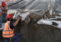 メキシコ・スンパンゴで発見されたマンモスの骨（2020年9月8日撮影）。(c)RODRIGO ARANGUA / AFP
