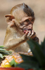 タイの首都バンコク（Bangkok）から北150キロのロッブリー（Lopburi）で29日、恒例の「モンキー・ビュッフェ（Monkey Buffet）」が行われ、4000キロ以上の果物や野菜などがサルたちに振舞われた。モンキー・ビュッフェは、同地域の観光促進イベントとして毎年行われているお祭り。

写真は、「モンキー・ビュッフェ」で振る舞われた果物を食べる子どものサル（2009年11月29日撮影）。(c)AFP/Pornchai KITTIWONGSAKUL