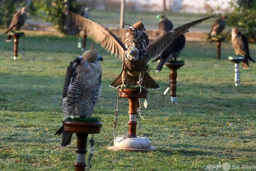 密猟者の楽園」 パキスタンのハヤブサがアラブの富豪に渡る現実 写真19