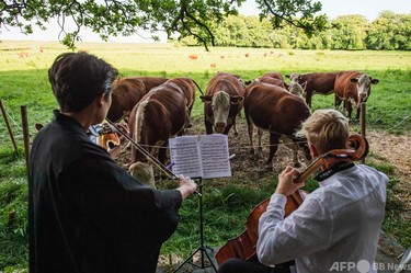 放牧地に響くクラシック音楽、牛も演奏家もリラックス デンマーク 写真