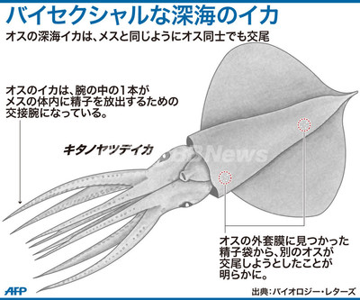 図解 バイセクシャルな深海のイカ 写真1枚 国際ニュース Afpbb News