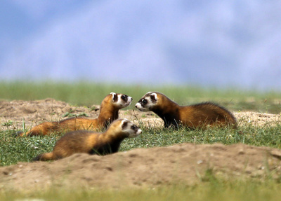 中国・新疆ウイグル自治区に帰ってきた「草原見守り隊」