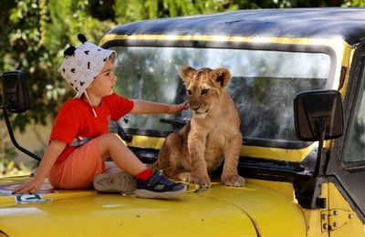 ライオンの赤ちゃんと遊ぼう、トルコ首都の動物公園