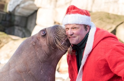 セイウチからサンタにキス 独動物園