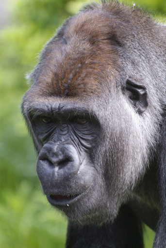 動物園でゴリラ脱走、計4人が負傷 - オランダ