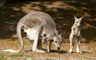 「カンガルーの祖先は飛び跳ねなかった」、豪研究報告