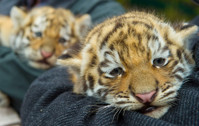 まだ眠たいなあ、双子のトラの赤ちゃんお披露目