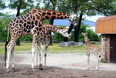 キリン、夜間に「ハミング」で意思伝達か