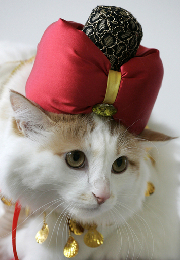 ターバン巻いたおしゃれネコ、キルギスの展示会に登場