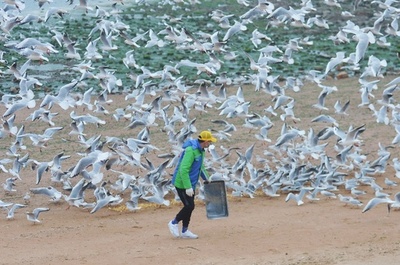 閉鎖された観光地、名物のカモメたちに心配り 中国・青島