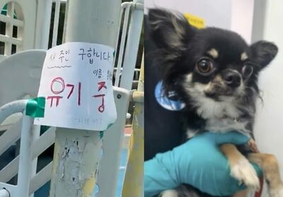 韓国、猛暑の公園にチワワ置き去り…「新しい飼い主を募集」とメモ